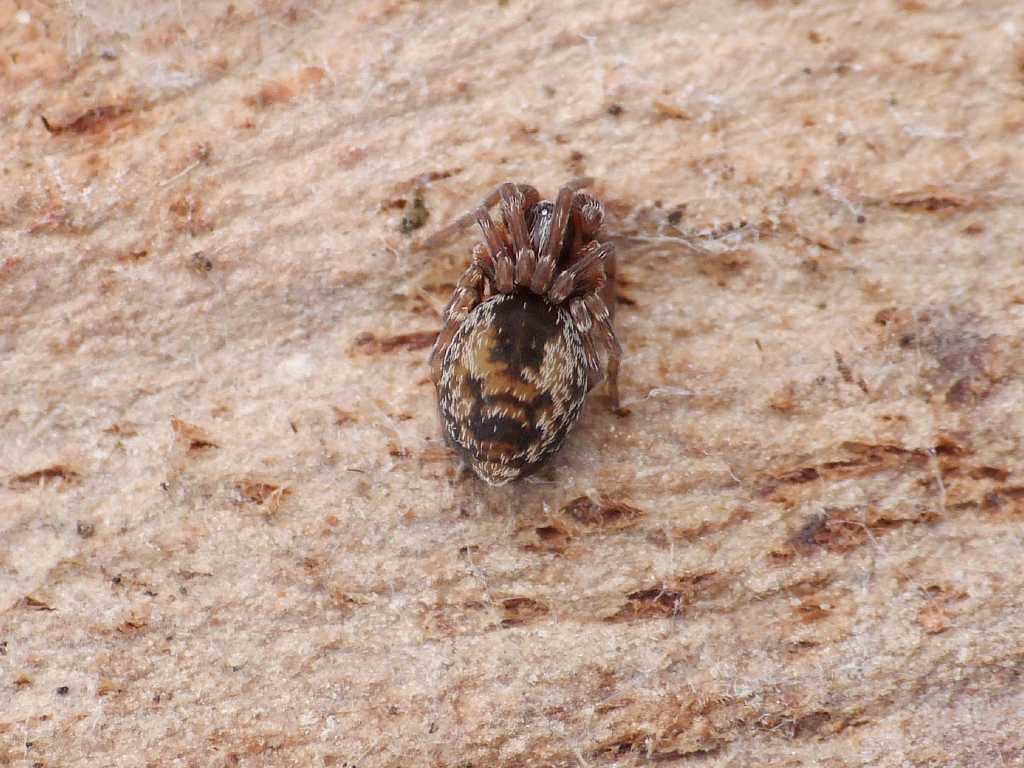 Maschio di Dictyna sp. - Torrimpietra (RM)